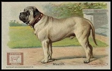 J13 9 Mastiff.jpg